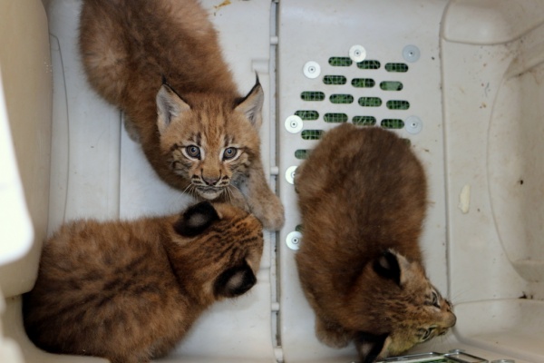 Młode rysie karpackie podczas zabiegów profilaktycznych w opolskim ZOO (01.07.15)