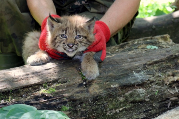 Młode rysie karpackie podczas zabiegów profilaktycznych w opolskim ZOO (01.07.15)