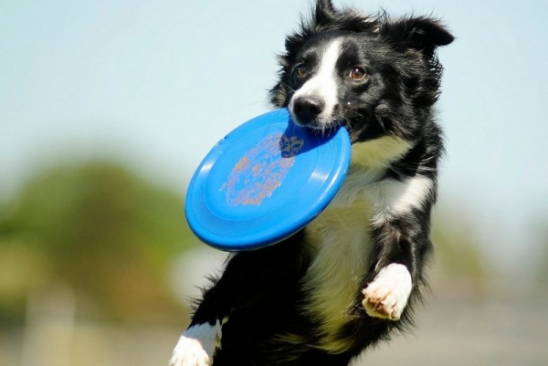 Dog Frisbee /dailyrepublic.com