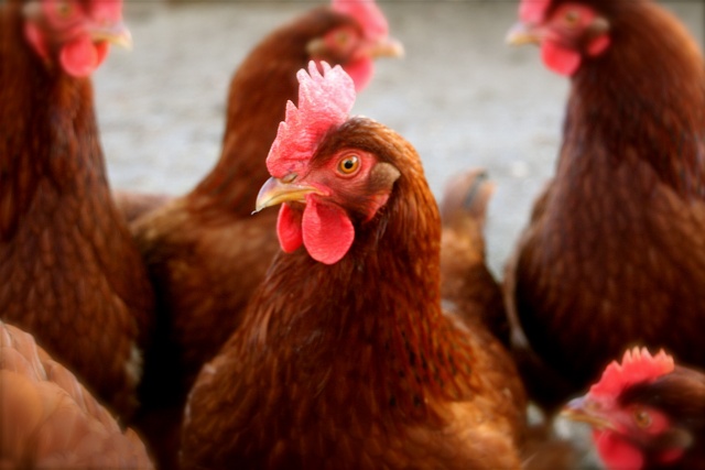 Dwie fermy drobiu w strefie zagrożenia grypą ptaków w gminie Łambinowice. Przeżywalność wirusa to minimum 30 dni