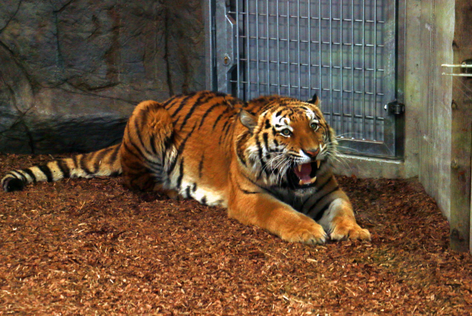 Tygrys, Zoo Opole [fot. Marcin Boczek]