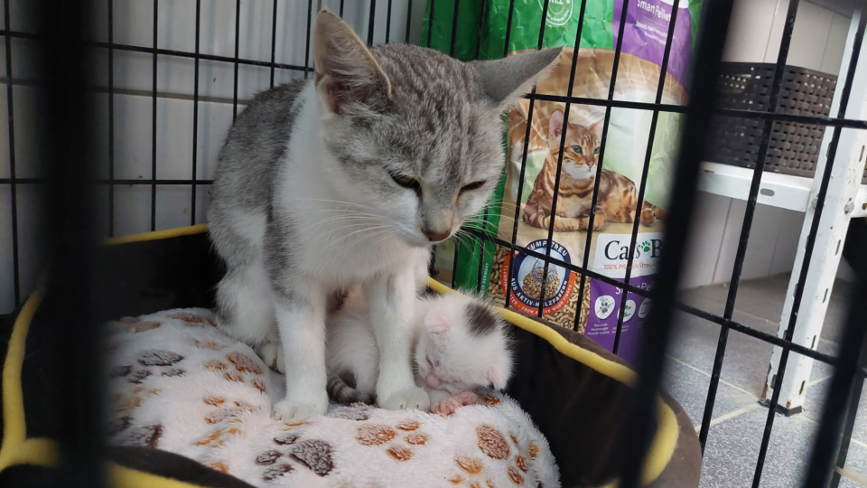 Koty i kocięta do adopcji w Nyskim Pogotowiu Opiekuńczo-Adopcyjnym dla Zwierząt "Łapa" [fot. Katarzyna Doros-Stachoń]