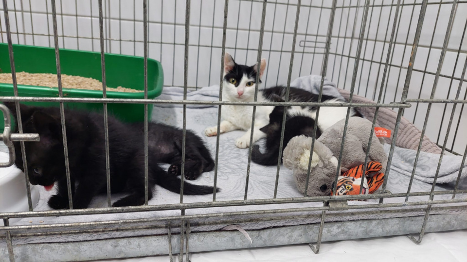 Koty i kocięta do adopcji w Nyskim Pogotowiu Opiekuńczo-Adopcyjnym dla Zwierząt "Łapa" [fot. Katarzyna Doros-Stachoń]