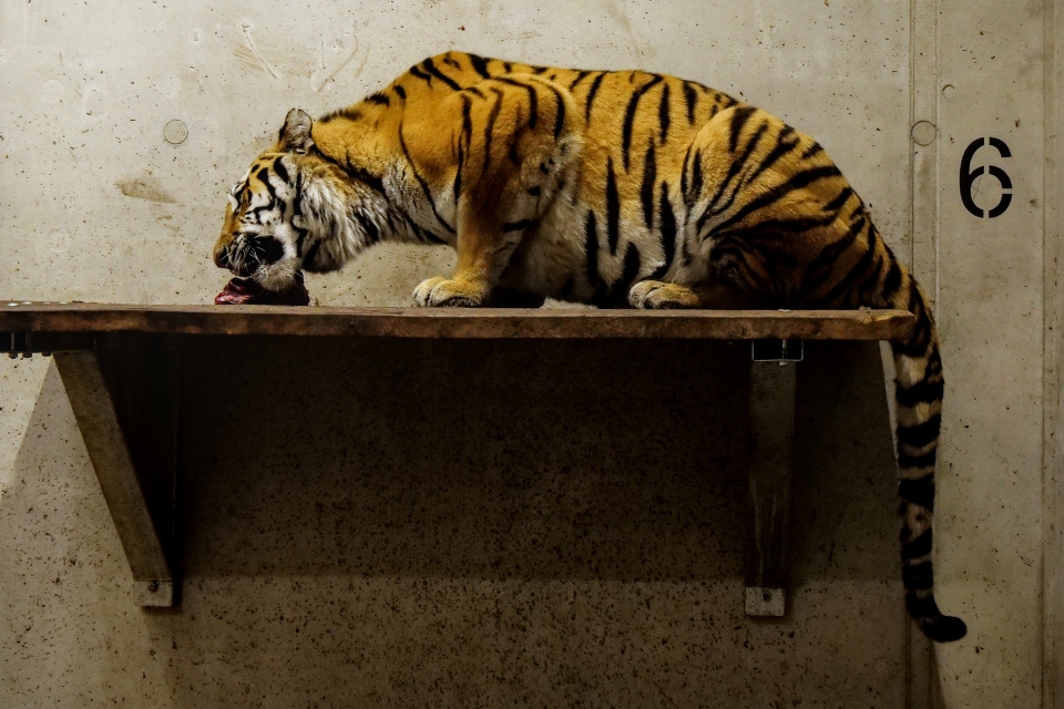 Uma - samica tygrysa w opolskim zoo [fot. Maciej Marciński]