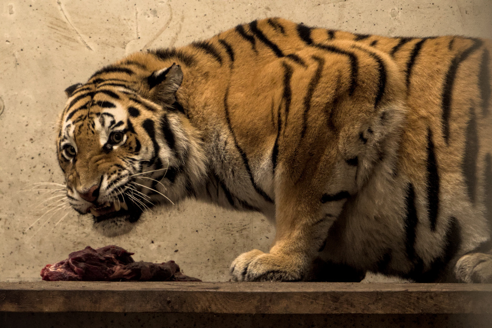 Uma - samica tygrysa w opolskim zoo [fot. Maciej Marciński]