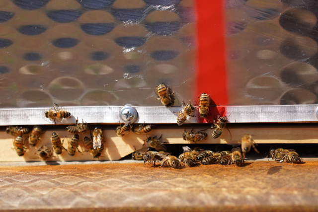 Nowe ogniska zgnilca amerykańskiego pszczół w trzech powiatach