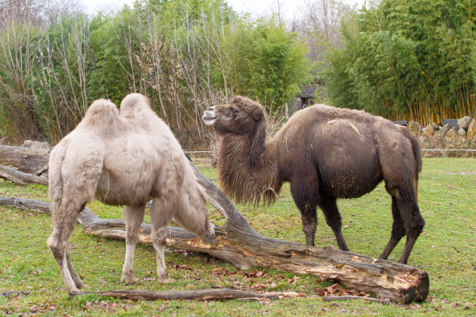 Wielbłądy w opolskim zoo [fot. Adam Dubiński]