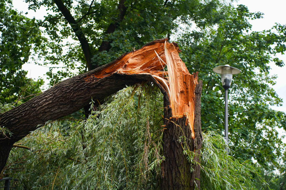 Połamane drzewo przy opolskiej Młynówce [fot. Jarosław Madzia]