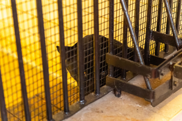Samica jaguara zamieszkała w opolskim zoo. Przyjechała do Opola z Danii