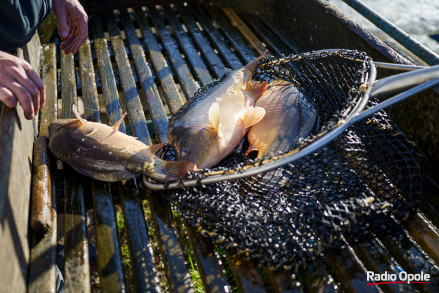 Karp nie tylko na święta. W Niemodlinie sprzedają codziennie 150 kg tej ryby