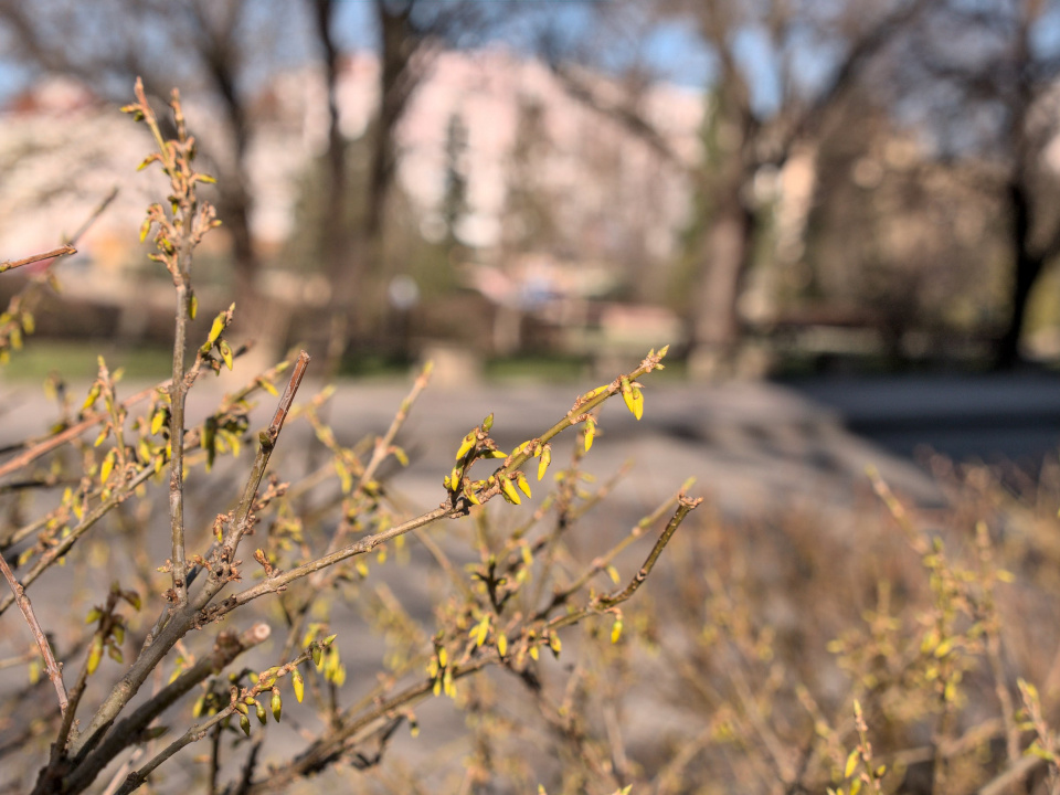 Pierwsze oznaki wiosny w Opolu [fot. Agnieszka Pietrzyk]