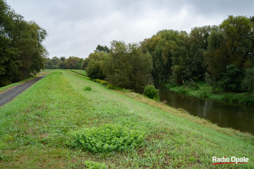 Mała Panew w Czarnowąsach [fot. Jędrzej Łuczak]