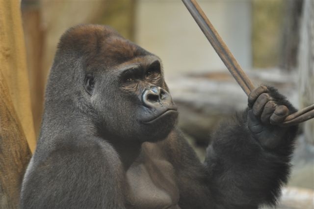 Nowi lokatorzy zamieszkają w opolskim zoo Jedziemy zobaczyć goryle