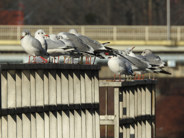 Grypa ptaków zbiera żniwo na Opolszczyźnie. Padło ponad 800 sztuk dzikich ptaków