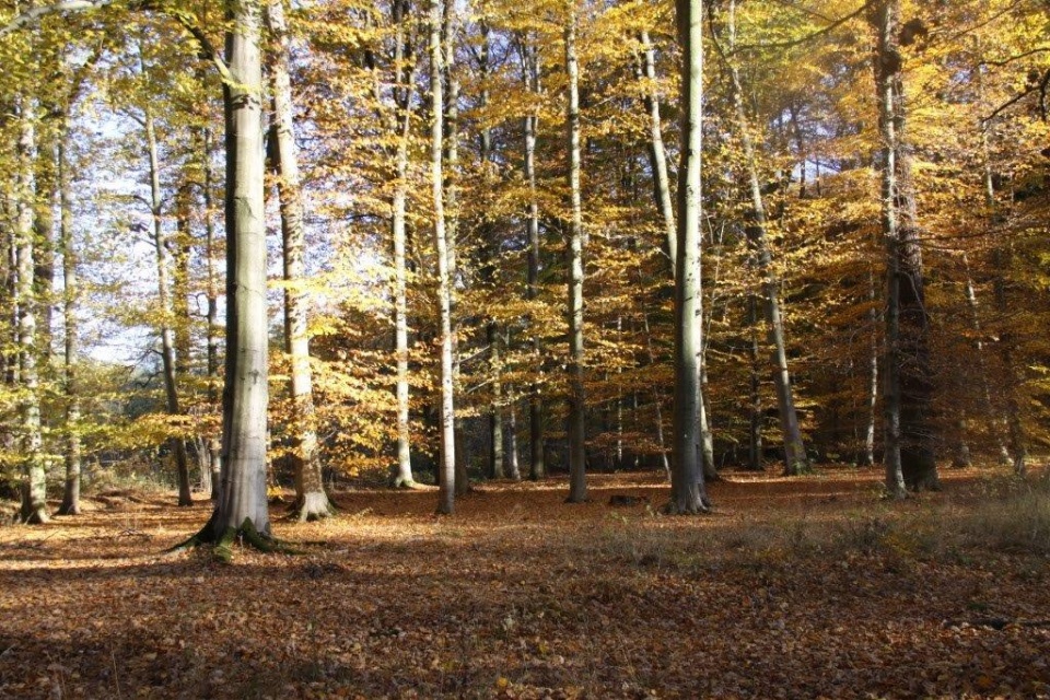 Jesień w lasach nadleśnictwa Prószków [fot. Marek Bocianowski ]