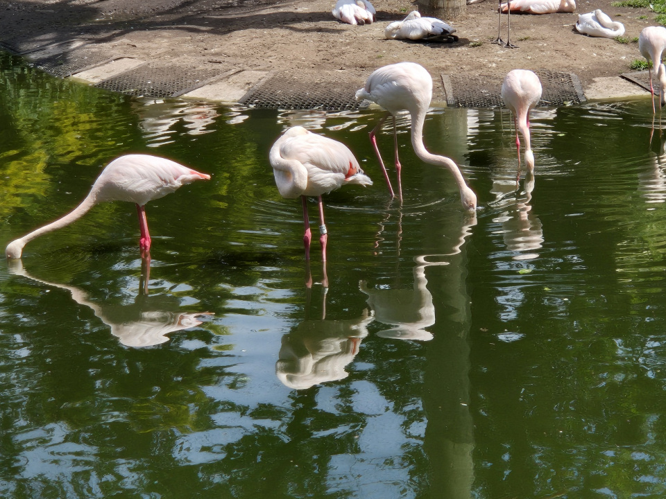 W ZOO Opole , czerwonaki ( flamingi) różowe [fot. Barbara Tyslik]