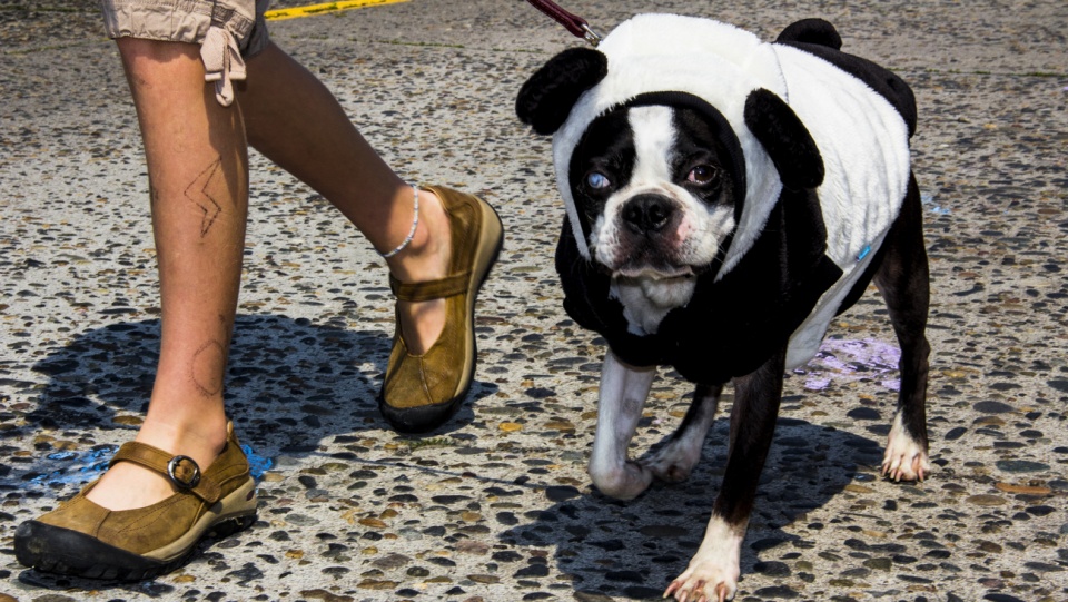 Pies w kostiumie [fot. hellochaos.com/2014]