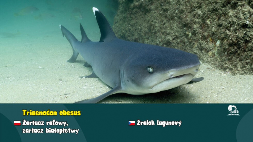 Рифова акула (фото з сайту Опольського зоопарку)