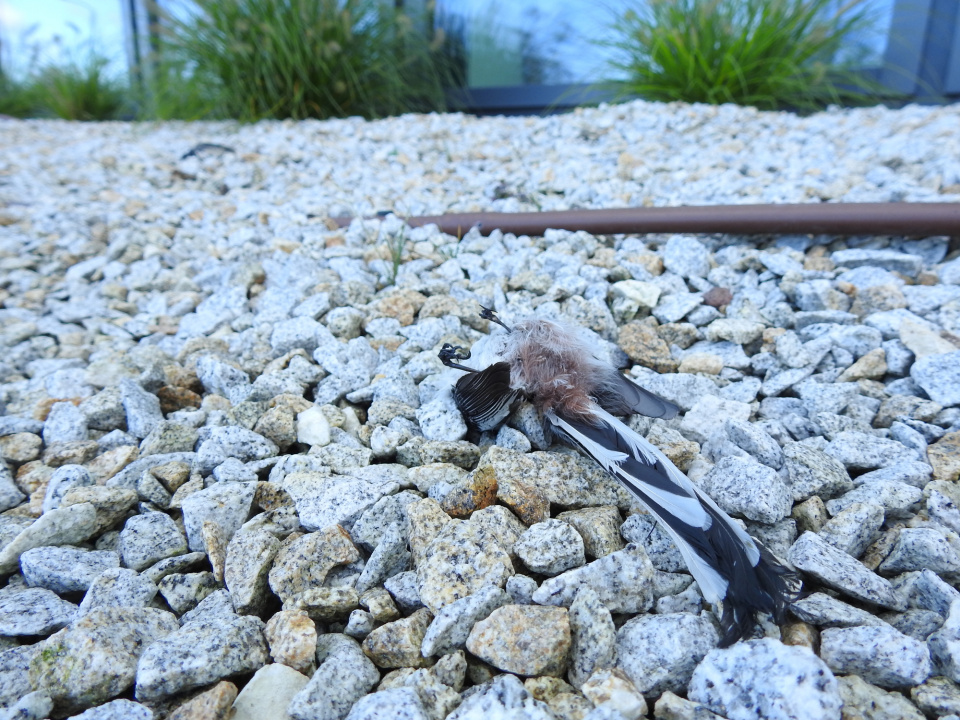 Zdjęcia martwych ptaków pod CUP w Opolu [fot. Łukasz Berlik]