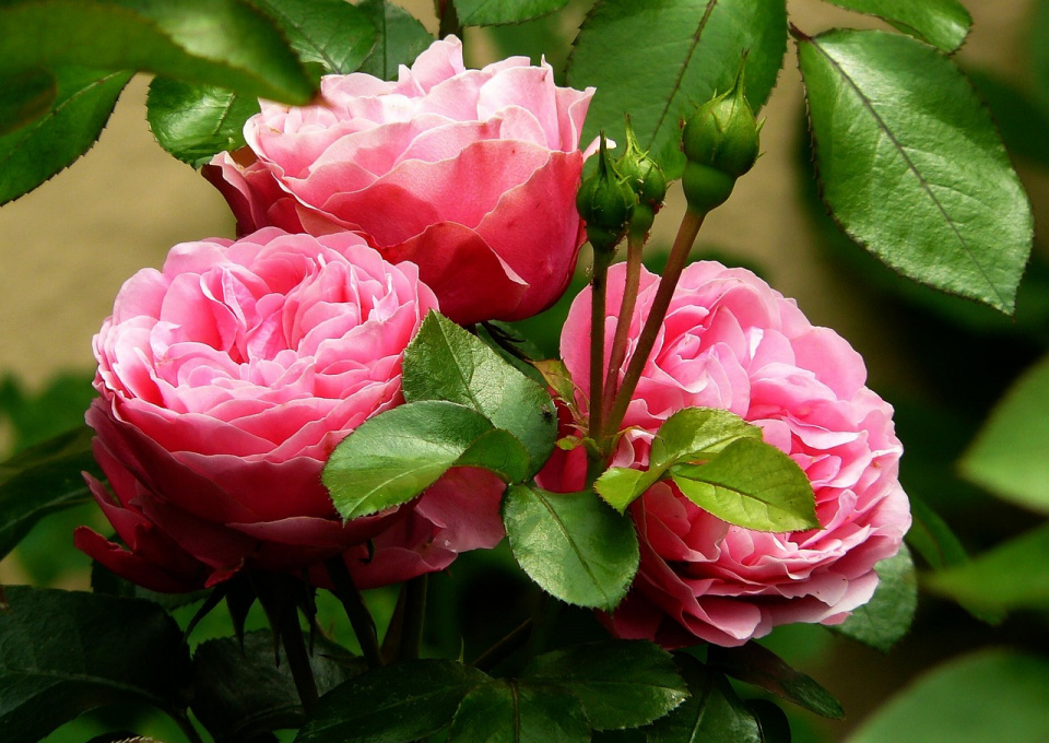 Róże [fot. https://pixabay.com/pl]