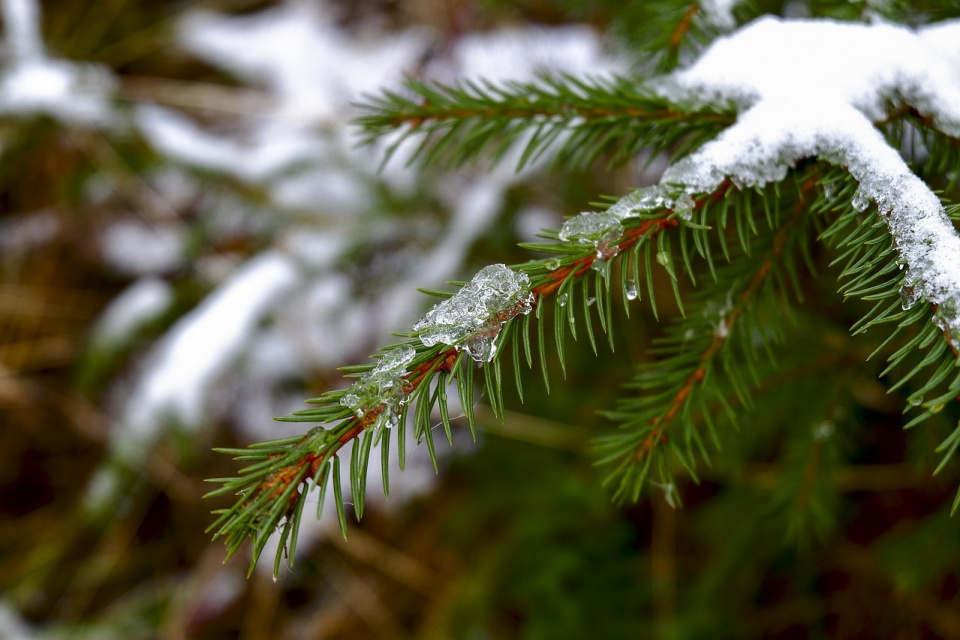 Dlaczego wysadzanie do gruntu choinki świerkowej po Bożym Narodzeniu to dobry pomysł? [fot. https://pixabay.com/pl]