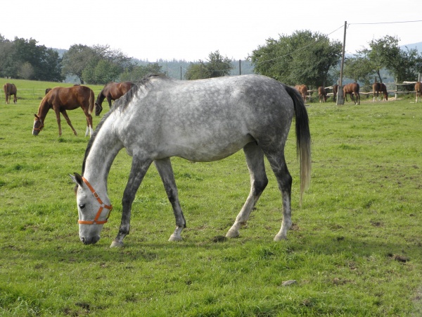 Sprzedaż koni z hodowli w Prudniku pełna niejasności. Politycy myślą o zawiadomieniu prokuratury