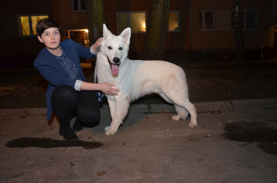 Biały owczarek szwajcarski Frisecco of Ice Wine Natali Cajdler, to najpiękniejszy pies Opolszczyzny
