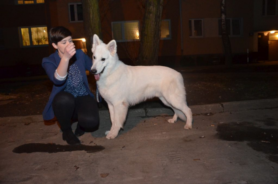 Biały owczarek szwajcarski Frisecco of Ice Wine Natali Cajdler, to najpiękniejszy pies Opolszczyzny