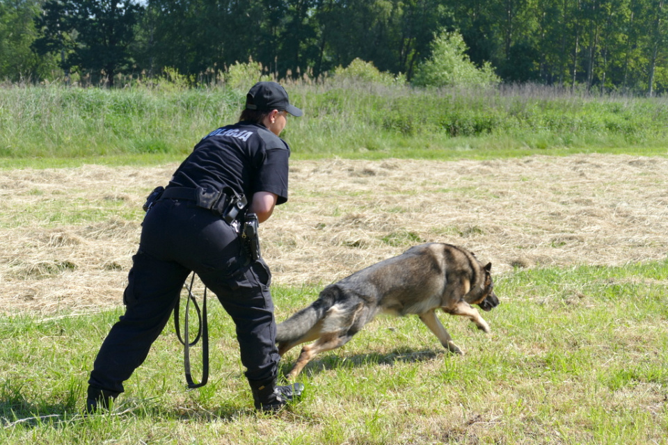 Zawody psów policyjnych w Opolu [fot. Monika Pawłowska]