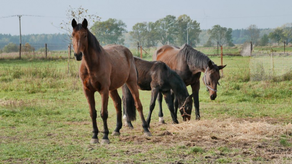 Konie z hodowli w Bogdańczowicach [fot. Piotr Wrona]