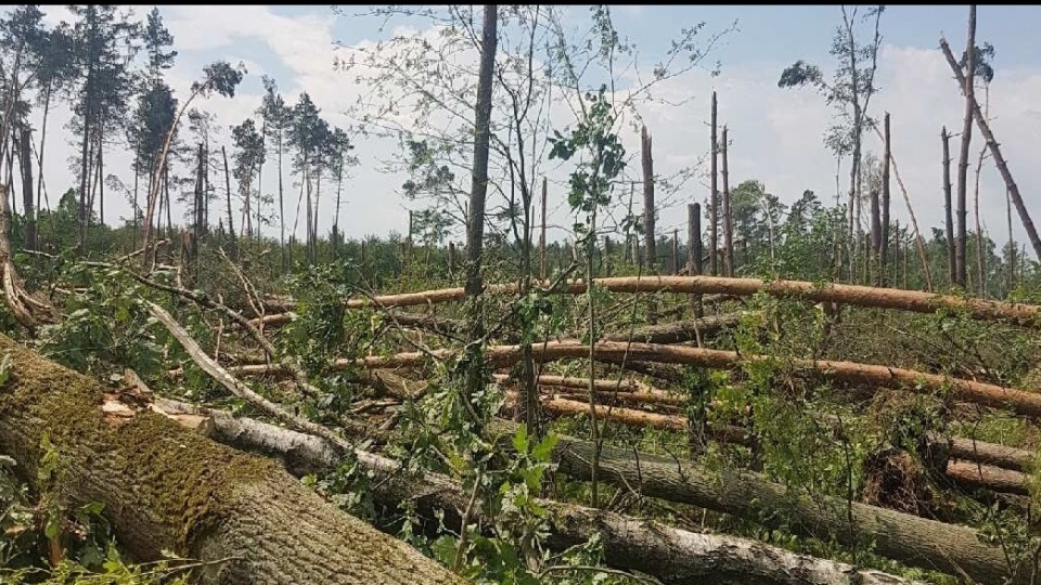 Lasy zniszczone przez wichurę [fot. RDLP Katowice]