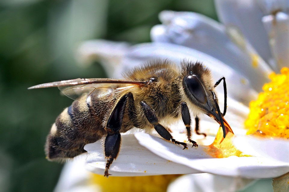 Pszczoła [fot. https://pixabay.com/pl]
