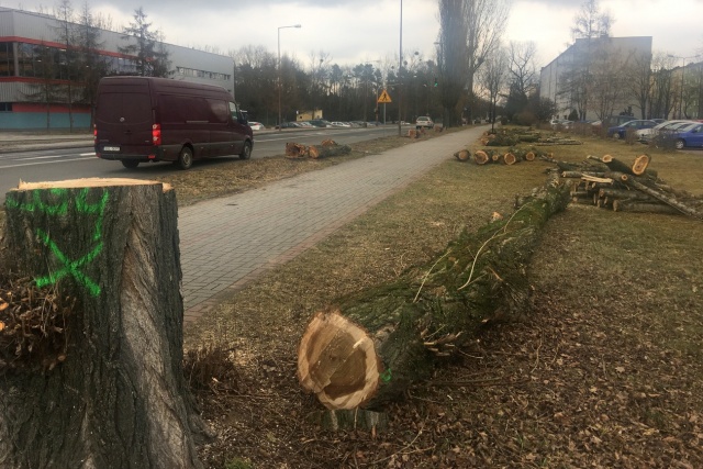 Wycinka drzew przy al. Jana Pawła II w Kędzierzynie-Koźlu. To przygotowania do remontu ulicy