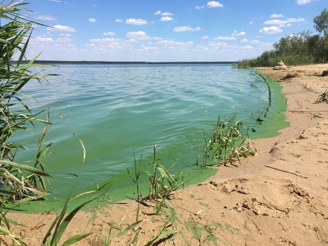 Naukowcy z Uniwersytetu Przyrodniczego we Wrocławiu chcą oczyścić wodę w Jeziorze Dużym w Turawie