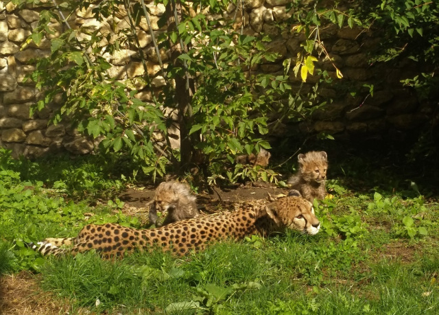 Cztery małe gepardy z opolskiego zoo wyszły na pierwszy spacer