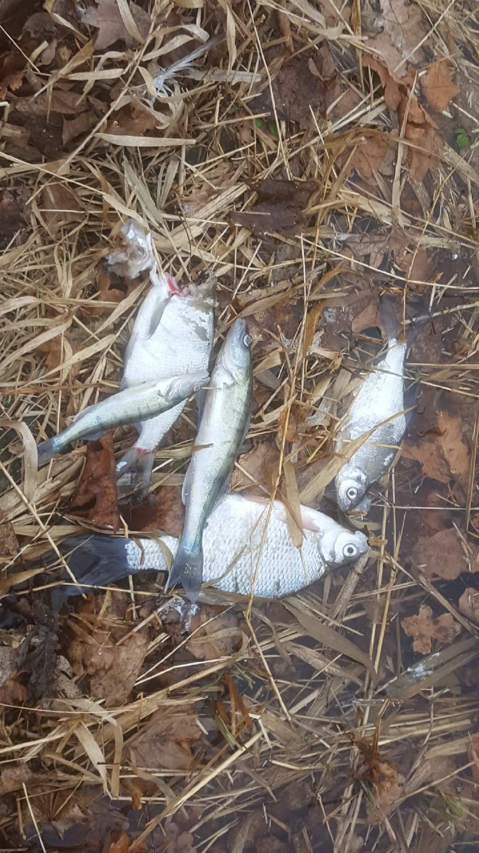 Śnięte ryby w Otmuchowskim [fot. słuchacza]