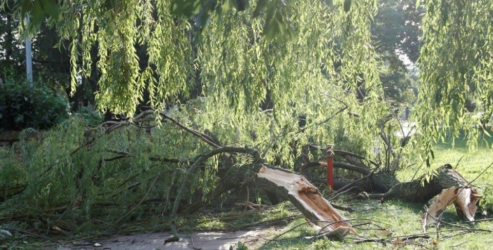 Złamane drzewo