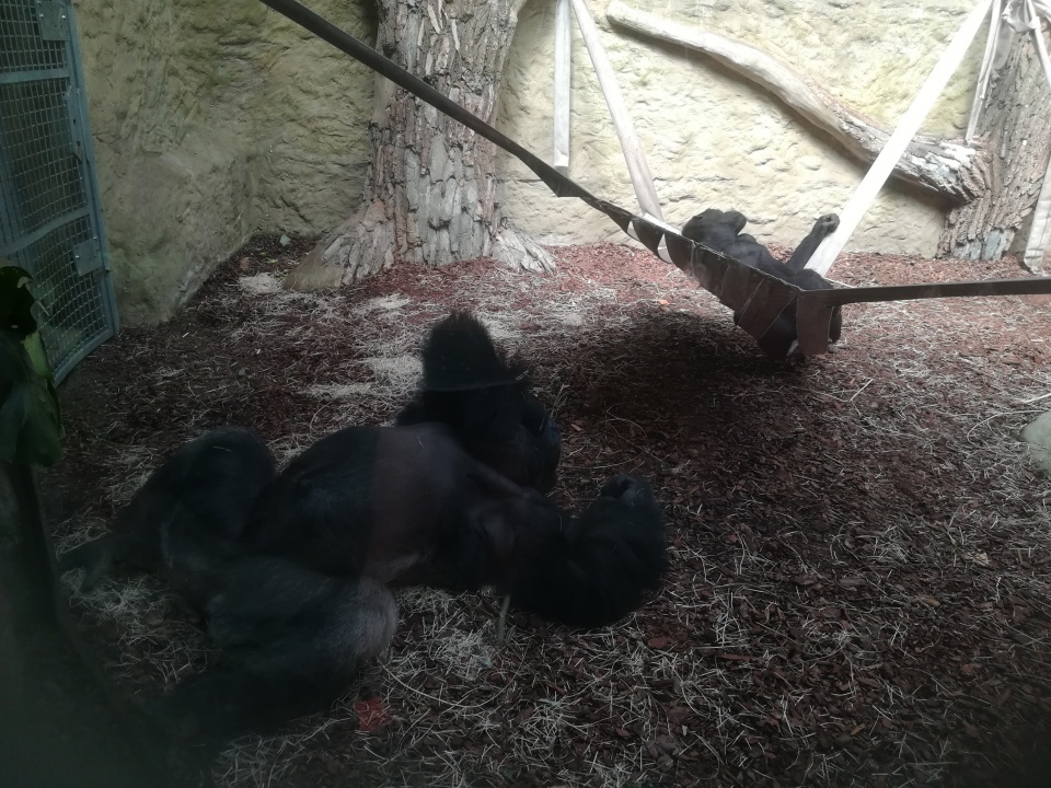 Nowe goryle zamieszkały w opolskim zoo [fot. Katarzyna Zawadzka]