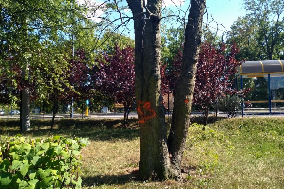 Oznaczone drzewa na ul. Ozimskiej w Opolu. "Drzewa obumarły i stanowią zagrożenie" [fot. Joanna Matlak]
