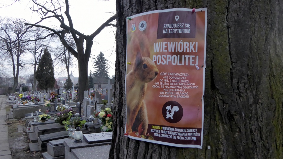 Wiewiórki można spotkać m.in na cmentarzu komunalnym w Głubczycach [fot. Ewelina Laxy]