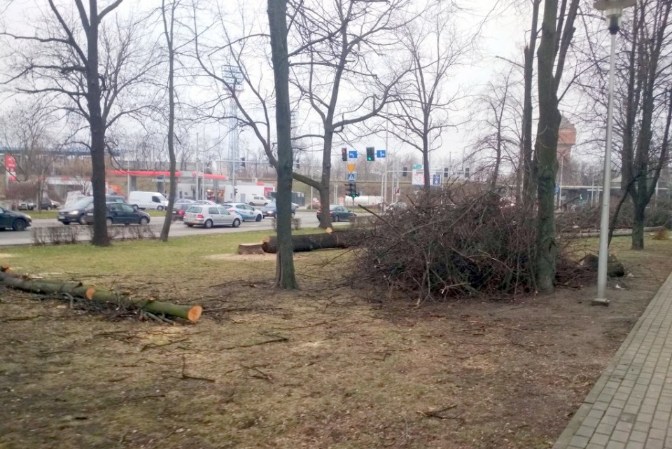 Wycinka drzew w okolicach Uniwersytetu Opolskiego na ul. Oleskiej [fot. Joanna Matlak]