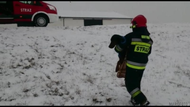 Strażacy uratowali psa, pod którym załamał się lód na Kanale Ulgi w Opolu
