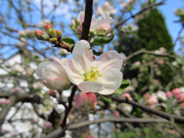 Zbliża się 3. Turniej Kwitnącej Jabłoni w gminie Namysłów  poznaj szczegóły