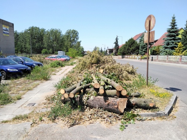 Gmina Kluczbork będzie mieć 400 nowych drzew. Priorytetem rekompensata wzdłuż ulicy Fabrycznej i Sikorskiego
