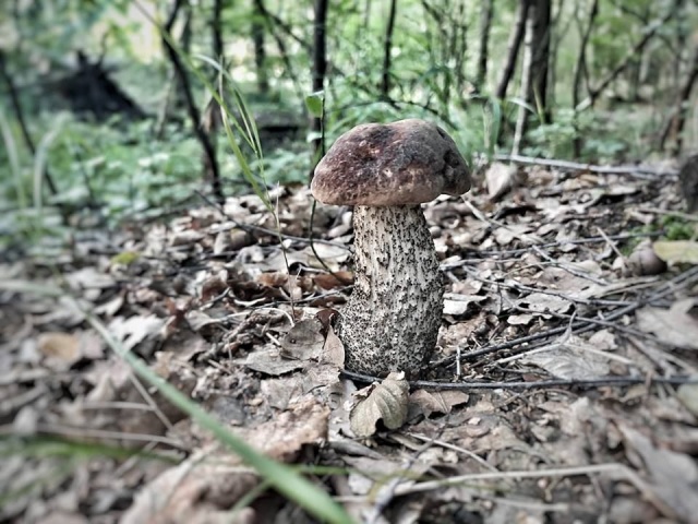 Brakuje grzybów w opolskich lasach