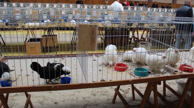 W Zakrzowie rozpoczęła się wystawa zwierząt hodowlanych