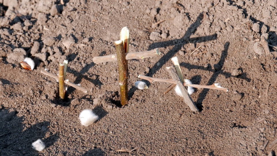 Wielkanocne krzyżyki znów zostały zawiezione na pola opolskich rolników [fot. Mariusz Chałupnik]