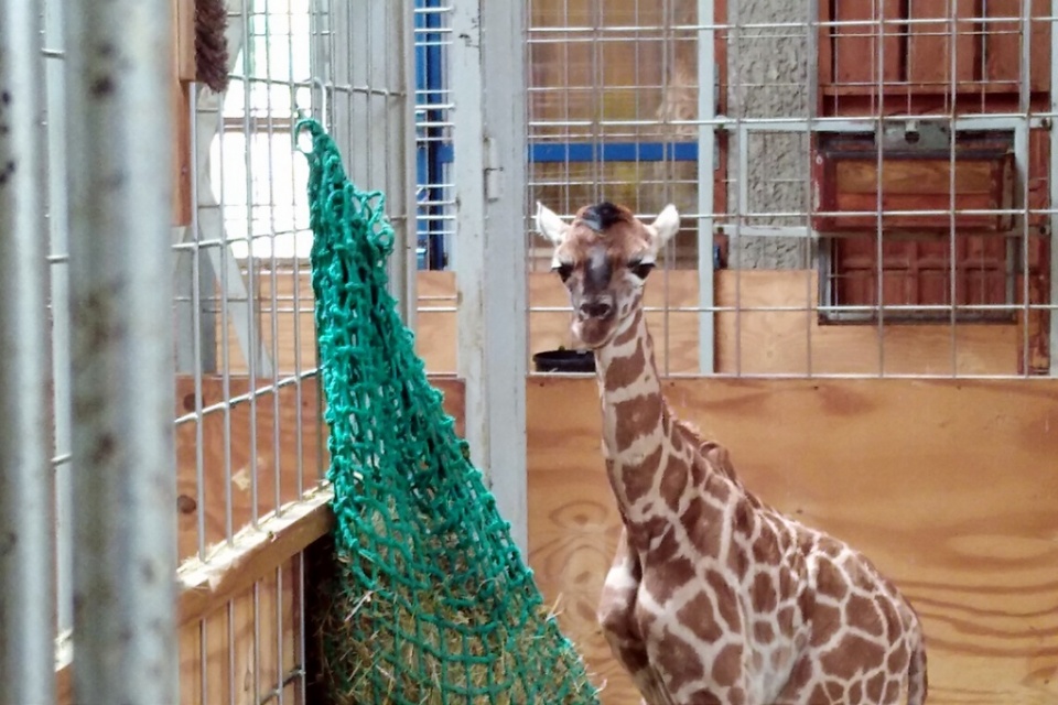 Młoda żyrafka w opolskim zoo. Urodziła się dziś rano [fot. Joanna Matlak]