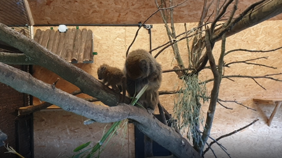 Lemury bandro [fot. Ogród Zoologiczny Opole]