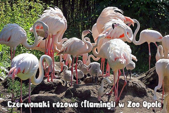 Flamingi z opolskiego ZOO doczekały się kolejnych młodych